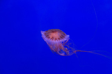 medusa jellyfish underwater diving photo egypt red sea