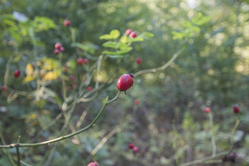 Wild rose hips in the forest. Background