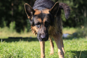 Wet dog german shepherd in a water in a summer day