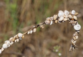 small snails clinging to the dried plant located near the beach