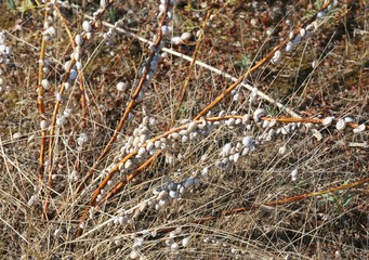 many small snails clinging to the dried plant located near the b