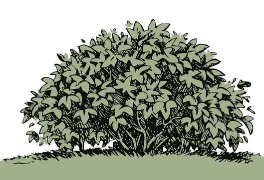 Big Bush. Vector Sketch