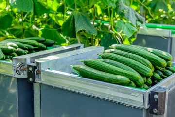Harvested cucumbers piled in a picking trolley