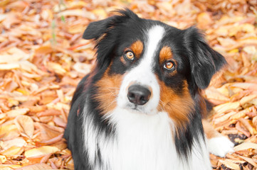 Australian shepherd dog on Yellow leaves