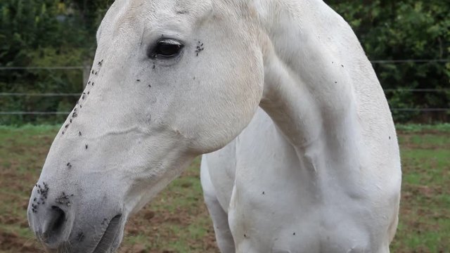 White horse portrait with a lot of horse flies bothering 