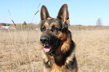 German shepherd dog in sunny autumn day
