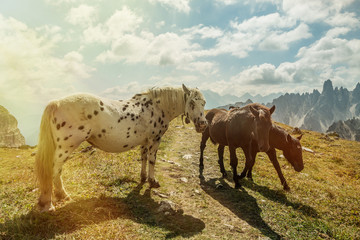 Fototapeta premium Beautiful mountain landscape with horses in the foreground, 