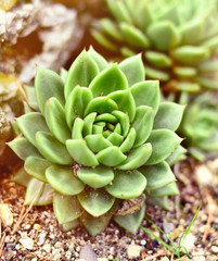 Sedum or succulent plant with selective focus