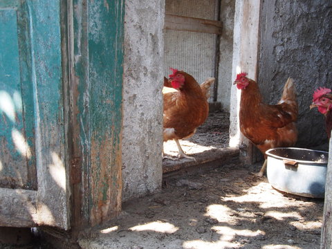 Galline in fattoria