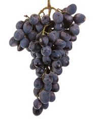 bunch of ripe blue grapes. isolated on white background