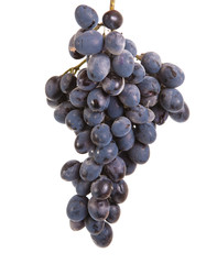 bunch of ripe blue grapes. isolated on white background