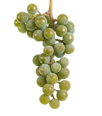 bunch of ripe green grapes. isolated on white background