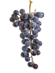 bunch of ripe blue grapes. isolated on white background