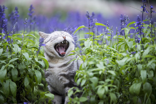 The cat lavender flowers