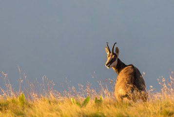 Chamois