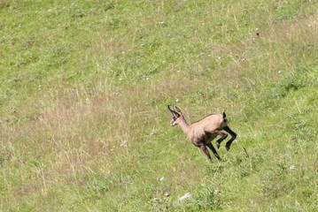 fast chamois runs on the grass in the mountains