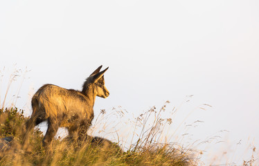Chamois