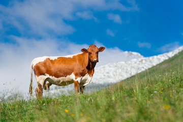 cow grazes in green meadow with snow mountains in the background