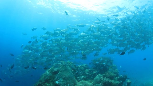 Fish school on coral reef in sea