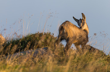 Chamois