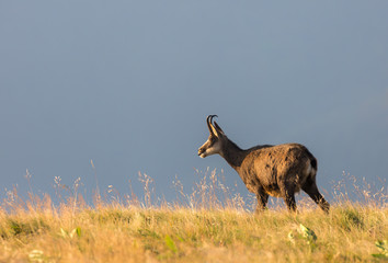 Chamois