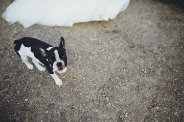 Little and cute dog walking indoors