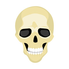 Cartoon isolated human skull on white background