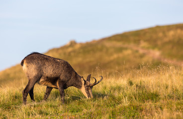 Chamois