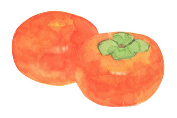 柿　水彩イラスト