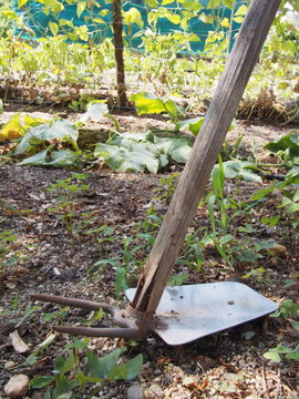 zappa nel giardino