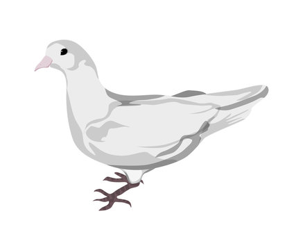 Isolated drawn dove