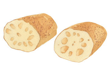 レンコン　水彩画