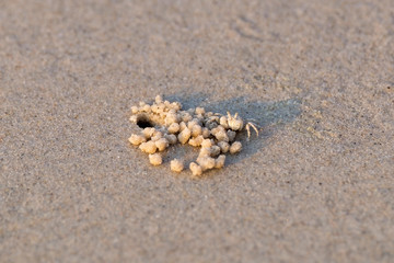 Fototapeta na wymiar Small crab live in hole on the beach