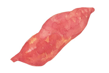 さつまいも　水彩イラスト