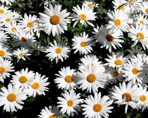 large mountain daisies with white petals