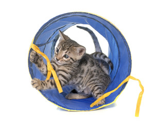 bengal kitten in tunnel