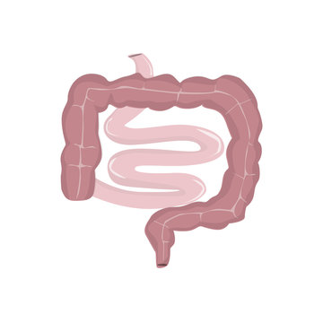 Realistic isolated human intestine on white background. Body organ. Digestive system.