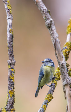 M&eacute;sange bleue