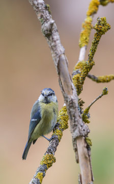 M&eacute;sange bleue