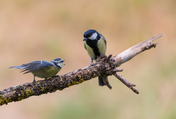 Mésange bleue et mésange charbonnière