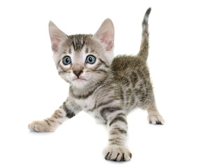 bengal kitten in studio