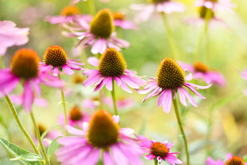 Red or pink coneflowers in the sun, selective focus and copy space.