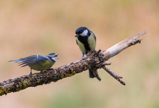 M&eacute;sange bleue et m&eacute;sange charbonni&egrave;re