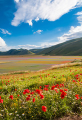 Wild poppies in a valley beside Castelluccio town