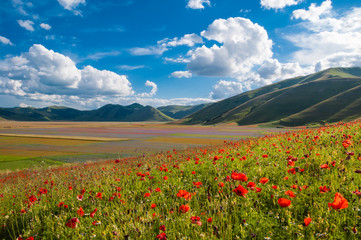 Fototapeta na wymiar Wild poppies in a valley beside Castelluccio town