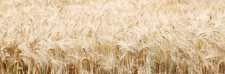 wheat ears in the field in summer