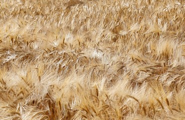 yellow wheat ears in the field in summer