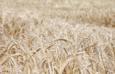 yellow ripe wheat ears in the wide field