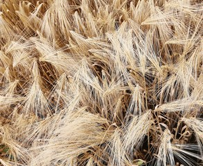 background of ripe wheat ears in the field