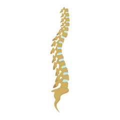 Realistic isolated human spine on white background. Body skeleton. Human anatomy.